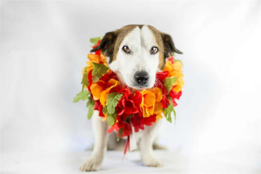 ウサギの顔面神経麻痺｜症状・原因・治療法を獣医が解説
