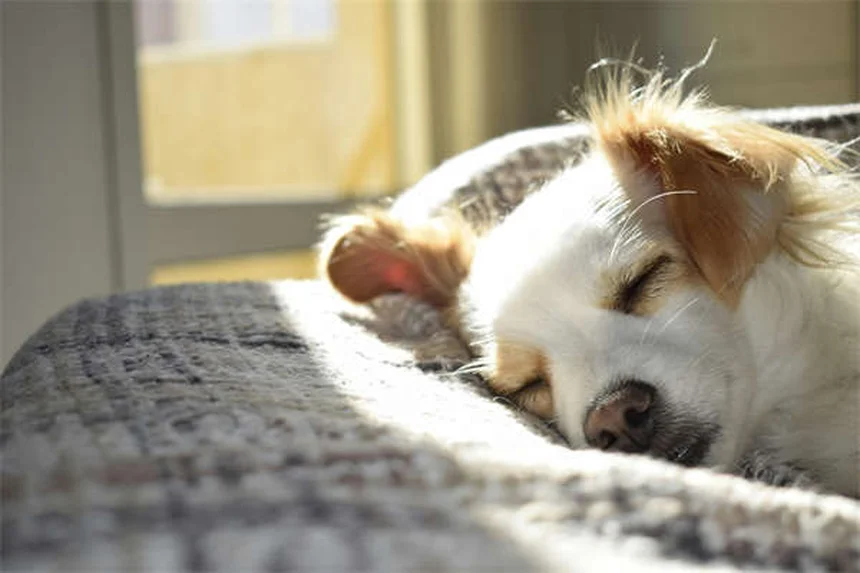 子犬の育て方8～12週：初心者でもわかる基本ガイド